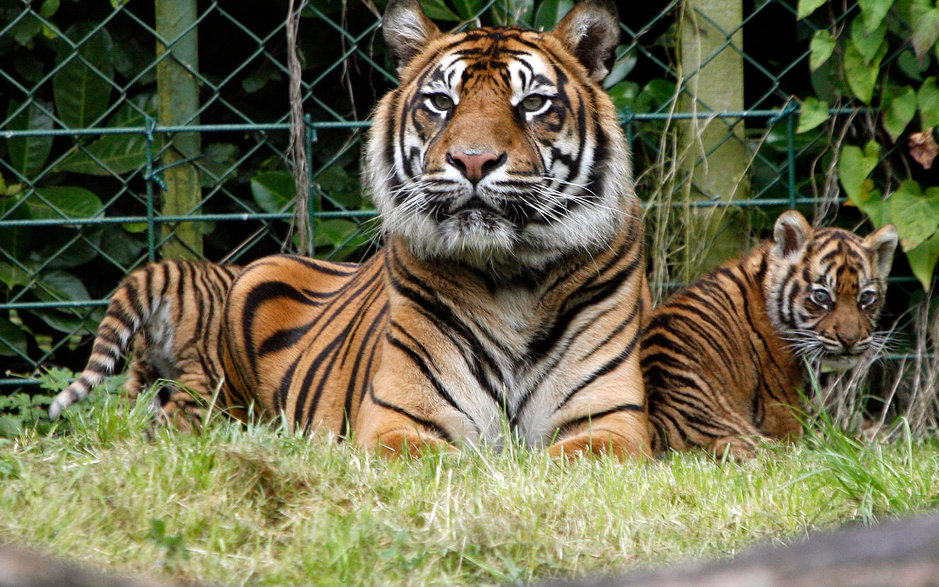 Dublin Zoo Tigers