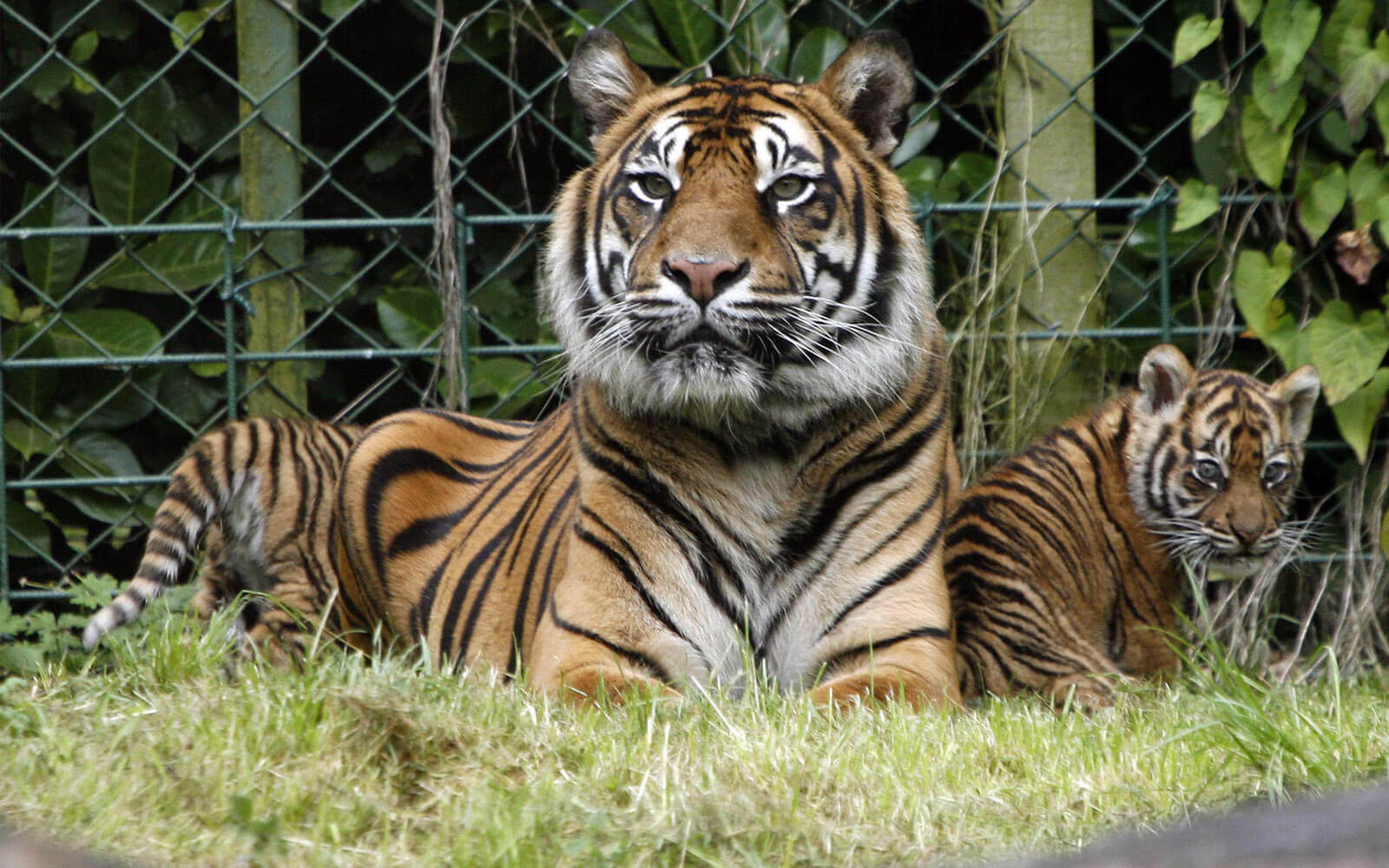 Dublin Zoo-Tiger